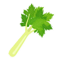 Céleri branche